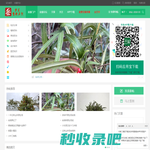 盆景艺术在线_盆景爱好者交易交流造型养护制作设计 -  cnpenjing.com