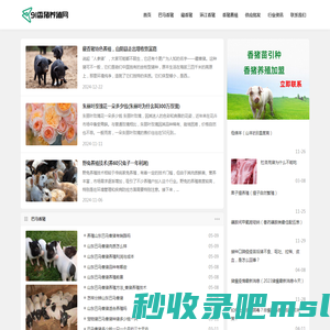 巴马香猪_香猪价格_香猪养殖加盟-91香猪养殖网